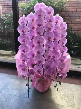 ピンク色の胡蝶蘭|「花秀」　（東京都大田区の花屋）のブログ
